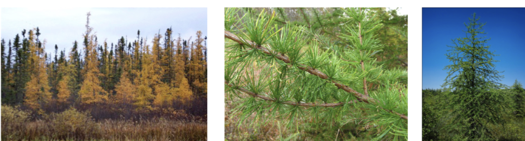 <p>tamarack/larch&nbsp;</p>