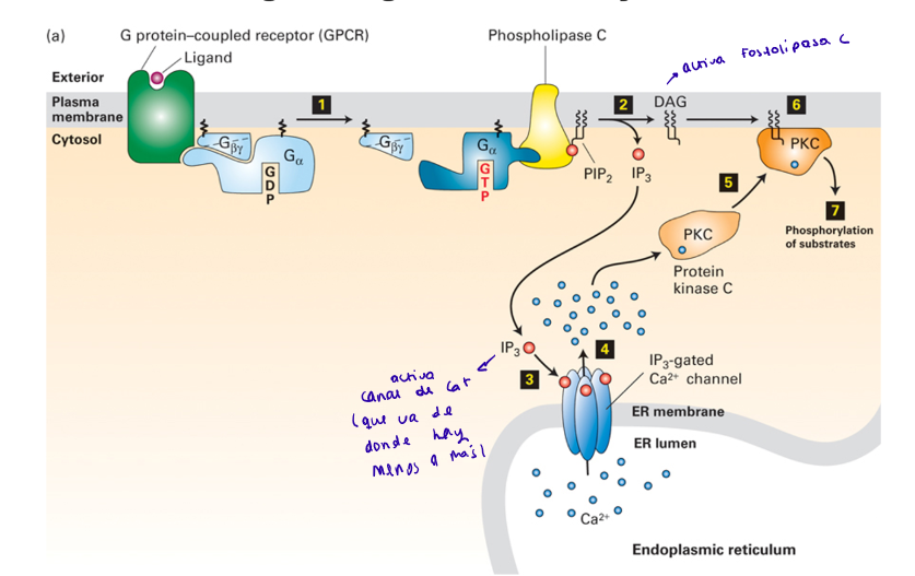 <ul><li><p><strong>DAG</strong>: activación de la Quinasa C</p></li><li><p><strong>IP3</strong>: se activa el canal de Ca2+, como hay más Ca2+ en el retículo endoplasmático que en el citosol, hay una liberación de Ca2+ del retículo endoplasmático al citosol</p></li></ul><p></p>