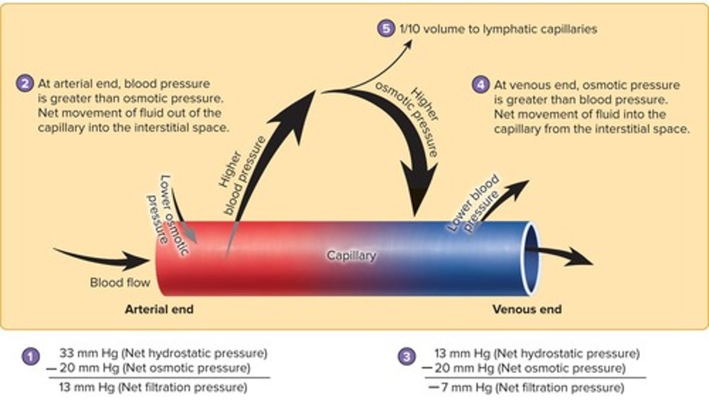 <p>The movement of substances into and out of capillaries, primarily through diffusion.</p>