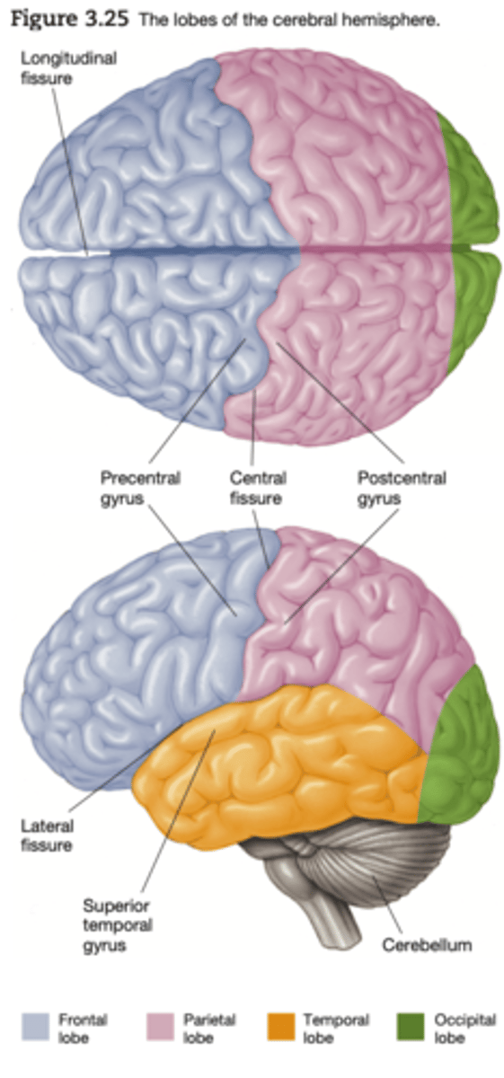 <p>memory, understanding and language.</p>