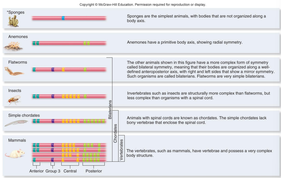 <ul><li><p>Homeobox- containing (hox) genes are transcription factors regulating body plans ( a developmental gene)</p><ul><li><p>Variation in the hox genes spawned the formation of many new body plans</p></li><li><p>Number and arrangement of hox genes varies among different types of animals</p></li><li><p>Increases in the number of hox genes led to greater complexity in body structure</p></li><li><p>Hox genes 9-13 work together to specify limb formation from proximal to the distal direction, meaning from close to the point of attachment to the body to the terminal end of the limb</p></li><li><p>Mutations in the genes HoxA-11 and HoxD-11 resulted in the loss of radius, ulna and some of the carpals</p></li></ul></li></ul><p></p>
