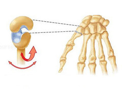 <p>type of joint found at the base of each thumb; allows grasping and rotation</p>
