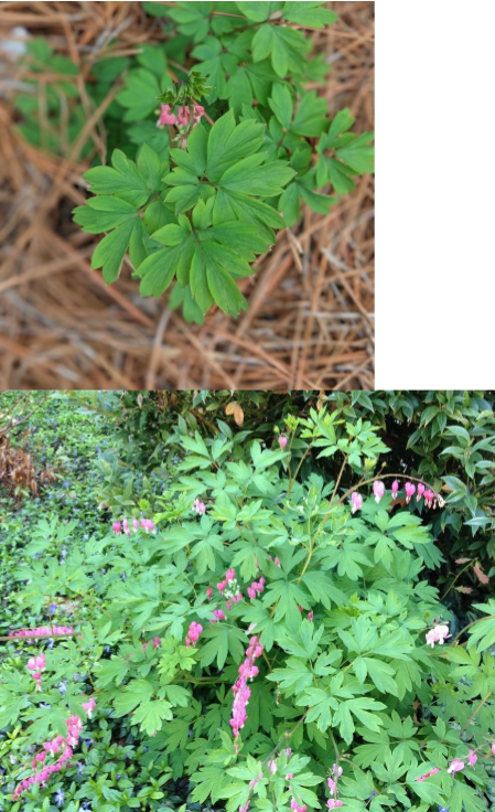 <p>Bleeding heart</p><p>Shade</p>