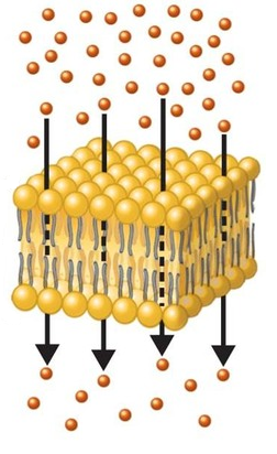 Gas exchange occurs through diffusion.  Diffusion is the net movement of molecules from a region of higher concentration to a region of lower concentration. Diffusion is driven by a gradient in concentration and is a passive process (no energy input).  In humans, oxygen diffuses into capillaries at the lungs and into tissue cells throughout the body.  Carbon dioxide diffusion out of the tissue cells throughout the body and then out of the blood in the lungs. 