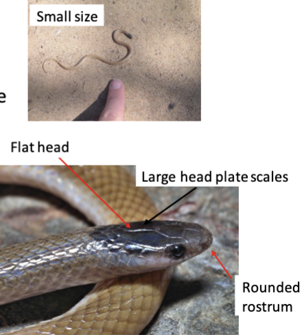 <p>CO species (2): T. nigriceps, T. hobartsmithi</p><ul><li><p>flat head, rounded rostrum, large head plate scales, black head</p></li><li><p>smooth scales, small body, light body, divided anal scale, small size</p></li></ul>