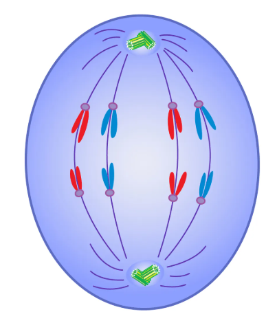 Anaphase