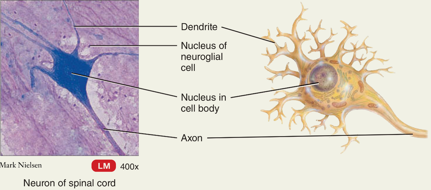 <p>Neurons: highly specialized, axons and dendrites</p><p>Neuroglia (glial cells): Support the neurons </p>