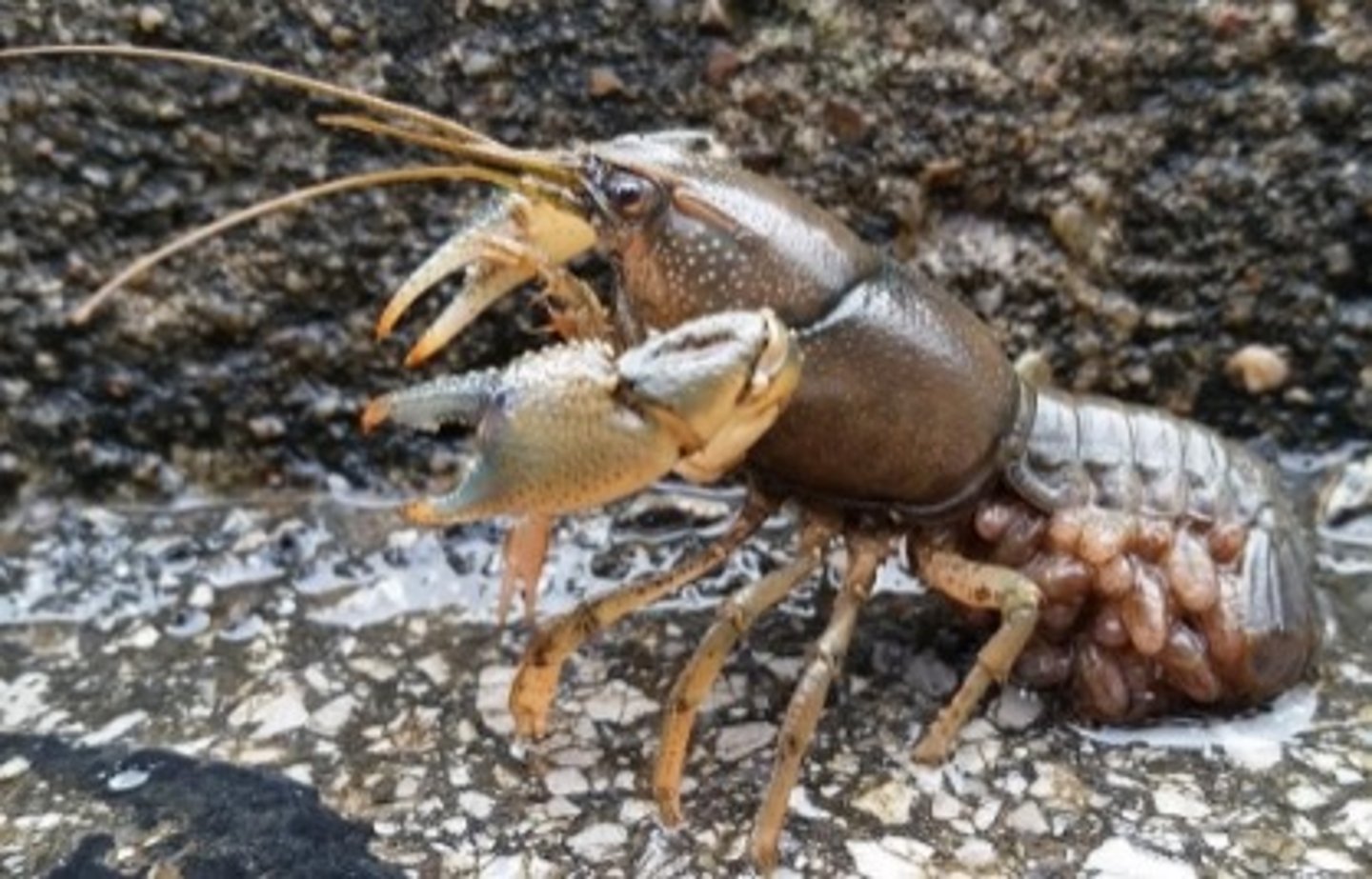 <p>- largely marine arthropods</p><p>- some freshwater, including crayfish</p><p>- some terrestrial, including sowbug or pillbug</p><p>- named for their hard exoskeleton</p>