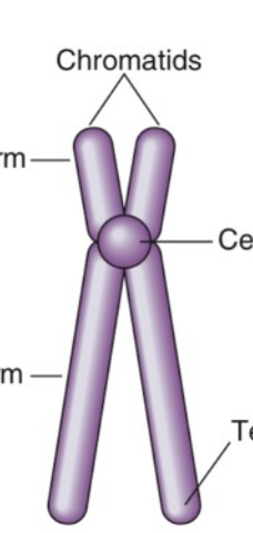<p><strong>Chromosome Types:</strong> <em>Centromere Position</em></p><ul><li><p><strong>Off-center</strong> centromere; “q” arm is longer</p></li><li><p>Unequal length</p></li><li><p><strong>13 pairs</strong></p></li><li><p>j-shaped</p></li></ul>