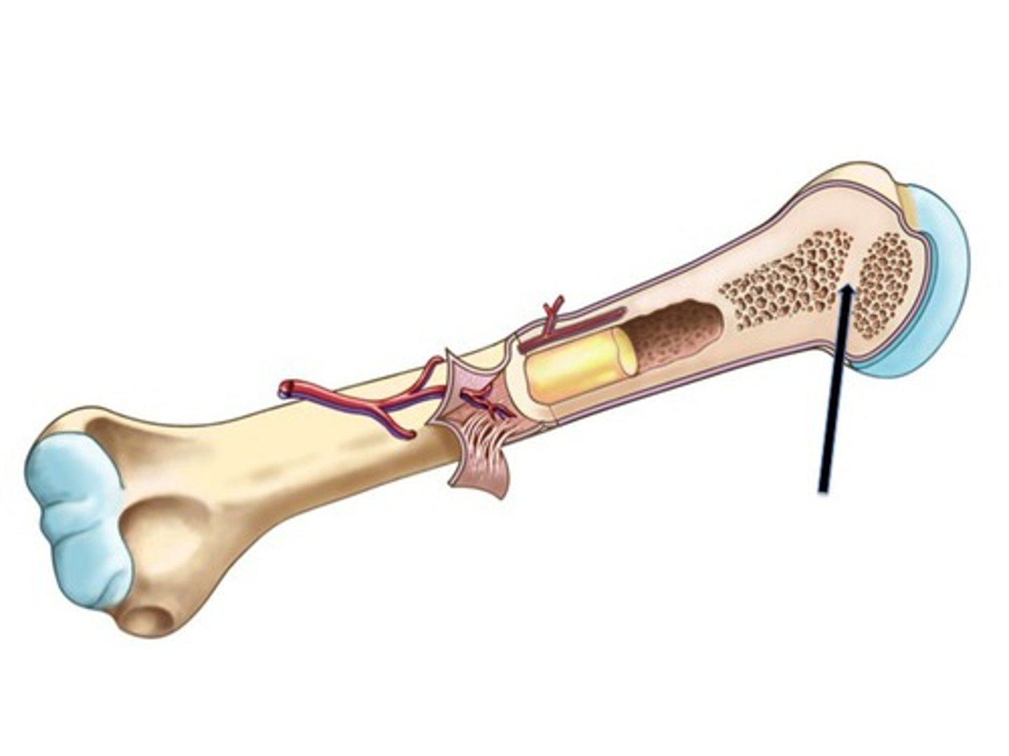 <p>Near end of adolescence, chondroblasts divide less often</p><p>the __________________ thins then is replaced by bone</p>