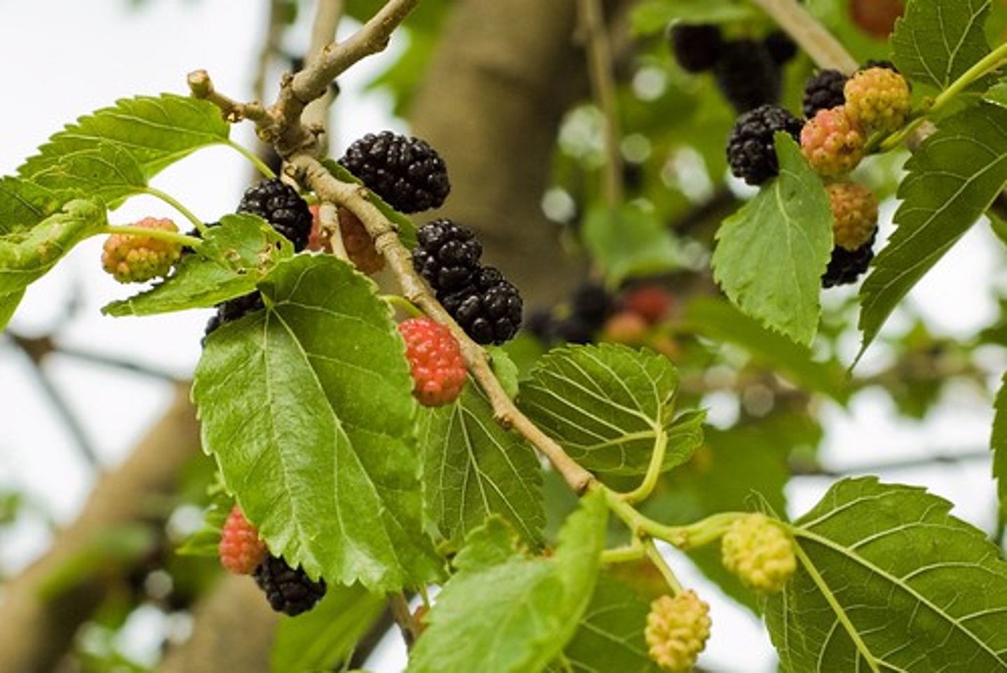 <p>Morus alba<br>Moraceae</p>