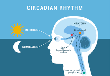 <p>Circadian rhythm</p>