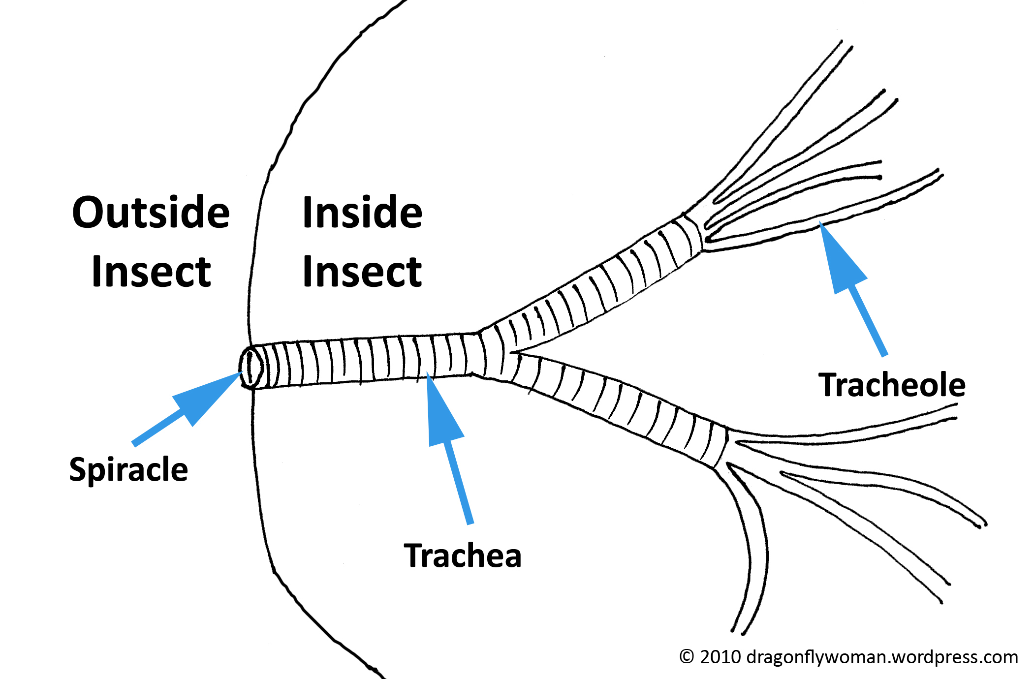 <p>What are tracheoles?</p>