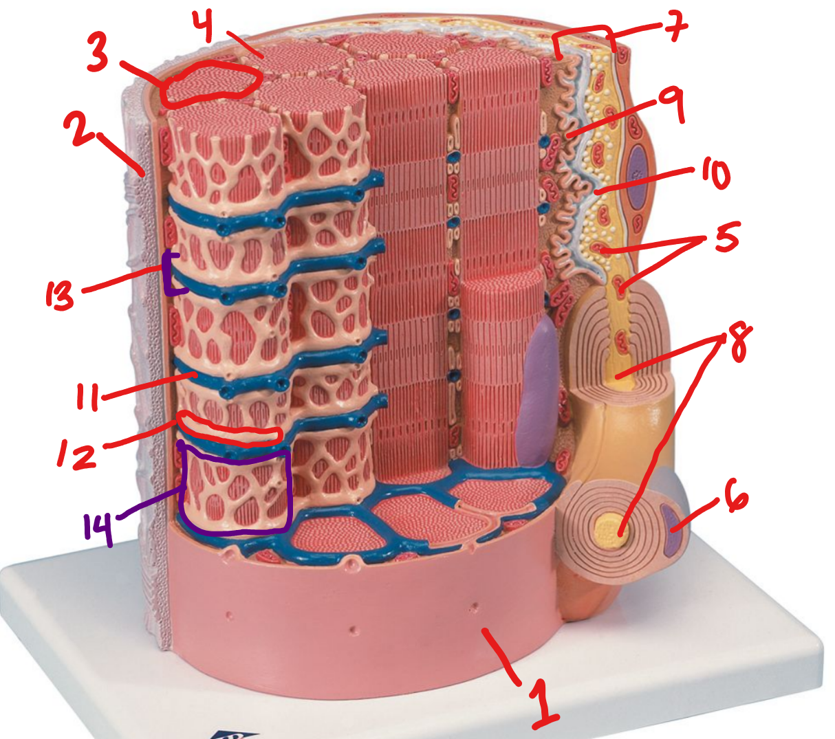 Model of Skeletal Muscle Fiber #12