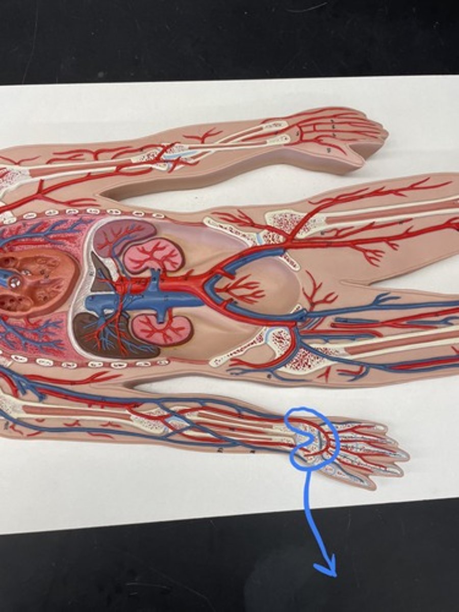 <p>radial artery</p>