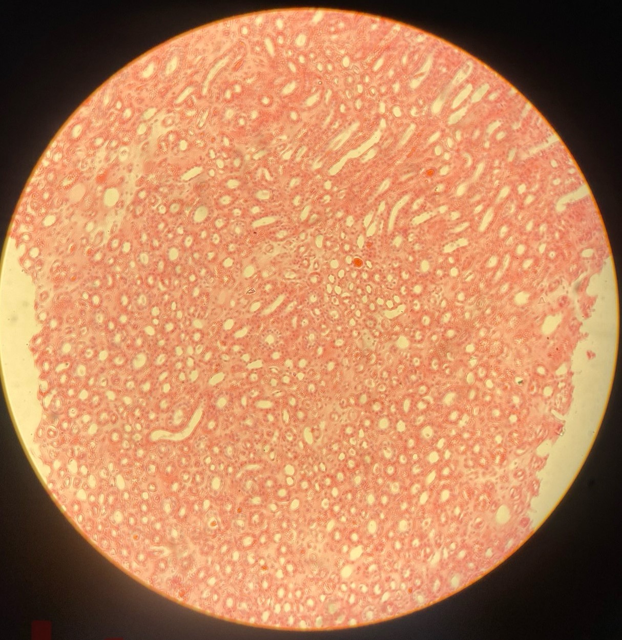 <p>example: kidney tubules<br>function: secretion and absorption<br><br>a single layer thick; box-like, cube</p>