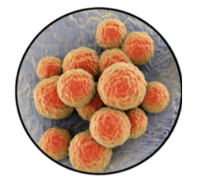 <p>What term is used to describe this bacterial morphology?</p>