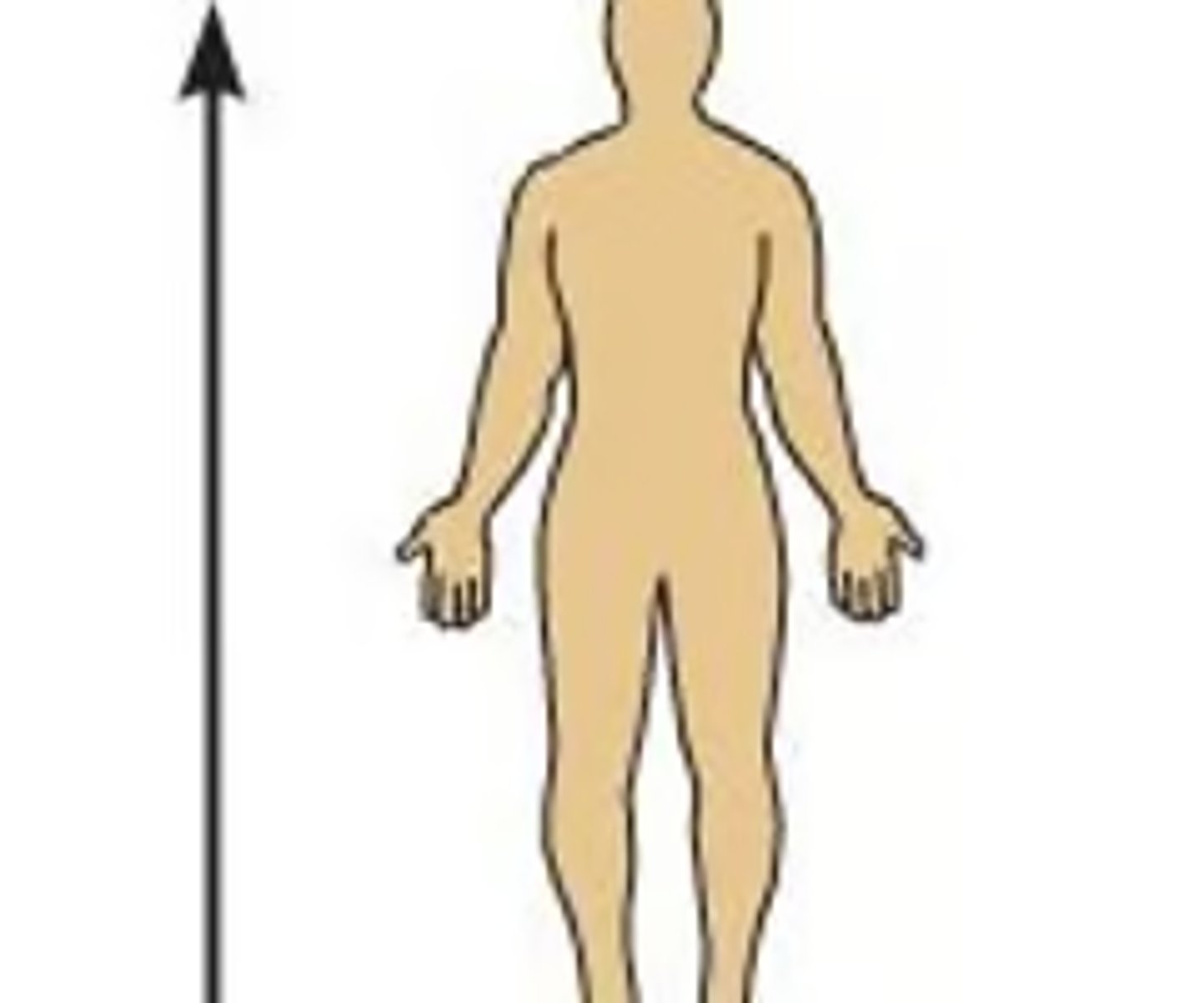 <p>Which anatomical term means "toward the head" and is also known as cranial?</p><p>A) Inferior</p><p>B) Posterior</p><p>C) Superior</p><p>D) Anterior</p>