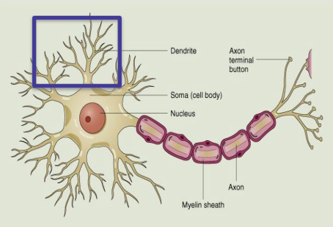 <p>dendrites (tress)</p>