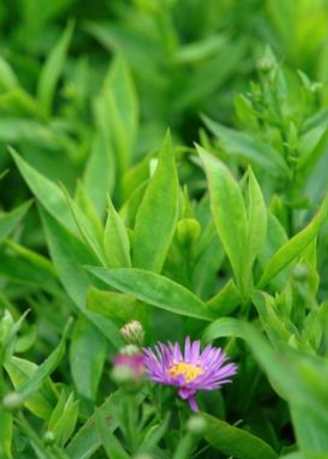 <p></p><p>Full Sun</p><p>Cottage and Butterfly gardens</p>