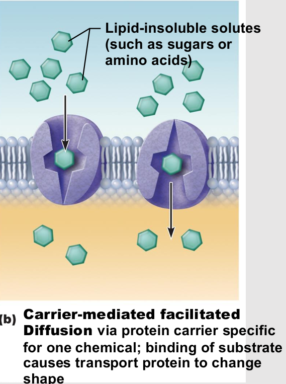 <ul><li><p>passive therefore no energy</p></li><li><p>Transmembrane integral proteins are carriers</p></li><li><p>Transport specific polar molecules (e.g., sugars and amino acids) too large for channels</p></li><li><p>Binding of substrate causes shape change in carrier then passage across membrane </p></li><li><p>Limited by number of carriers present</p><ul><li><p>Carriers saturated when all engaged</p></li></ul></li></ul><p></p>