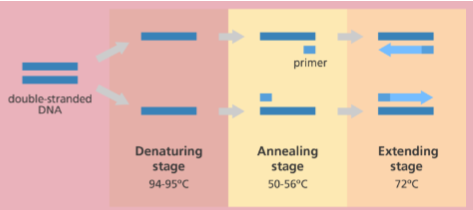 <ul><li><p><span>Step 1: denaturation (~94 deg C)</span></p><ul><li><p><span>dsDNA becomes single stranded</span></p></li></ul></li><li><p><span>Step 2: annealing (depends on primers, 54-60 C)</span></p><ul><li><p><span>Primers bind to template</span></p></li></ul></li><li><p><span>Step 3: extension (depends on pol, 72 C)</span></p><ul><li><p><span>Polymerase synthesizes complementary strand</span></p></li></ul></li><li><p><span>Repeated for 30-40 cycles</span></p><ul><li><p><span>exponential amplification</span></p></li></ul></li></ul><p></p>