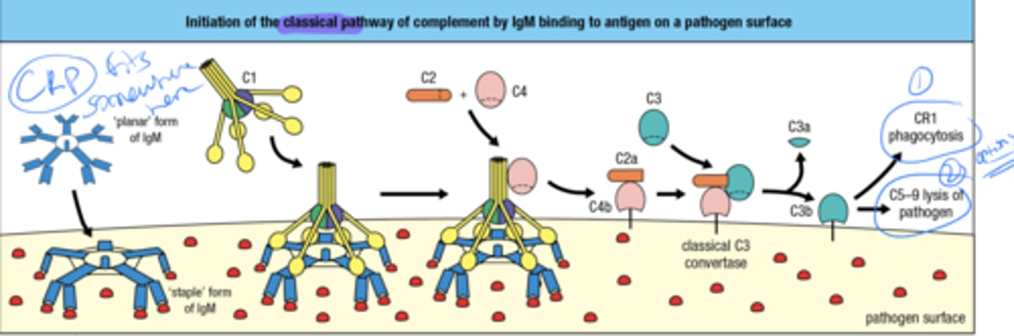 <p>Binding of IgM to antigen on a pathogen's surface</p>