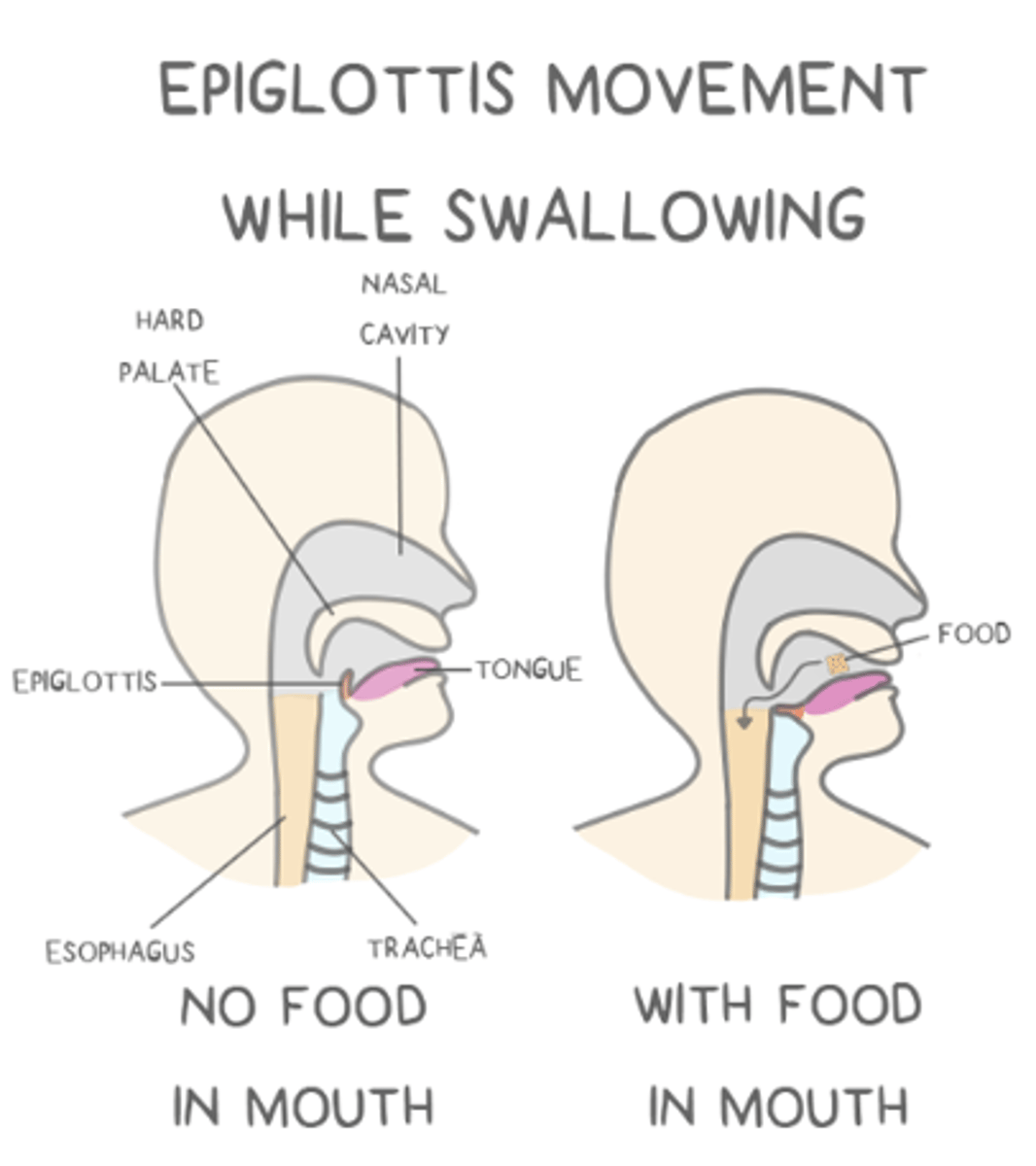 <p>larynx; esophagus</p>