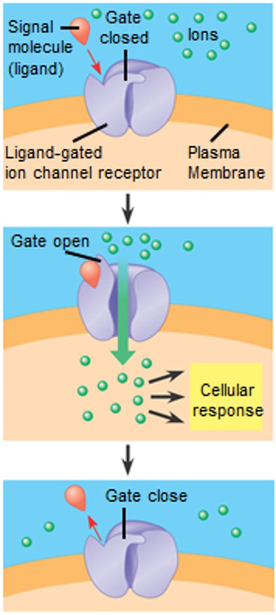 <p><span>a membrane receptor that acts as a gate, allowing ions to pass through when a specific molecule (ligand) binds to it and causes a conformational change. This change opens the channel, enabling ions to flow across the cell membrane</span></p>