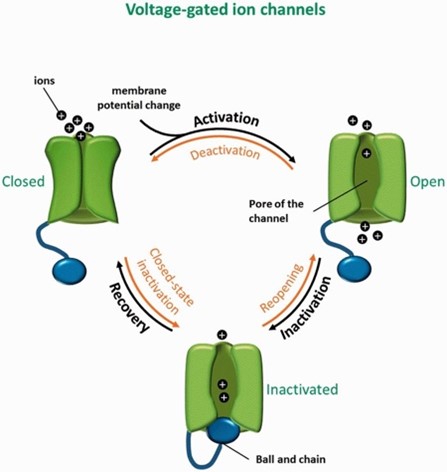 <p><span>·</span><span style="font-size: 7pt; font-family: &quot;Times New Roman&quot;">&nbsp;&nbsp;&nbsp;&nbsp;&nbsp;&nbsp;&nbsp;&nbsp; </span>Involved in switching from burst to tonic firing in the Trel neurons when appropriate</p><p class="MsoListParagraphCxSpMiddle"><span>·</span><span style="font-size: 7pt; font-family: &quot;Times New Roman&quot;">&nbsp;&nbsp;&nbsp;&nbsp;&nbsp;&nbsp;&nbsp;&nbsp; </span>L-type calcium channels are high voltage activated channels (burst)</p><p class="MsoListParagraphCxSpMiddle"><span>·</span><span style="font-size: 7pt; font-family: &quot;Times New Roman&quot;">&nbsp;&nbsp;&nbsp;&nbsp;&nbsp;&nbsp;&nbsp;&nbsp; </span>T-type calcium channels are low voltage activated channels (tonic)</p><p class="MsoListParagraphCxSpMiddle"><span>·</span><span style="font-size: 7pt; font-family: &quot;Times New Roman&quot;">&nbsp;&nbsp;&nbsp;&nbsp;&nbsp;&nbsp;&nbsp;&nbsp; </span>In L-type calcium channels, a higher threshold of depolarisation is needed, leading to the slow depolarisation</p><p class="MsoListParagraphCxSpLast"><span>·</span><span style="font-size: 7pt; font-family: &quot;Times New Roman&quot;">&nbsp;&nbsp;&nbsp;&nbsp;&nbsp;&nbsp;&nbsp;&nbsp; </span>When high levels of calcium are recognised by the repetitive action potentials, body needs to control levels:<br>- apoptosis<br>- calcium-dependent potassium ion channels (potassium leaves the cell when calcium levels are too high, causing neurons to depolarise)<br>- channel inactivation- channel is switched off until next hyperpolarisation</p>