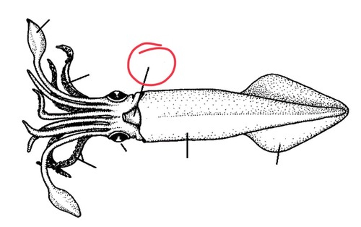 <p>Used for jet propulsion in cephalopods</p>