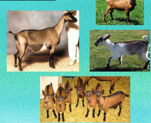 <p>what breed is this </p>