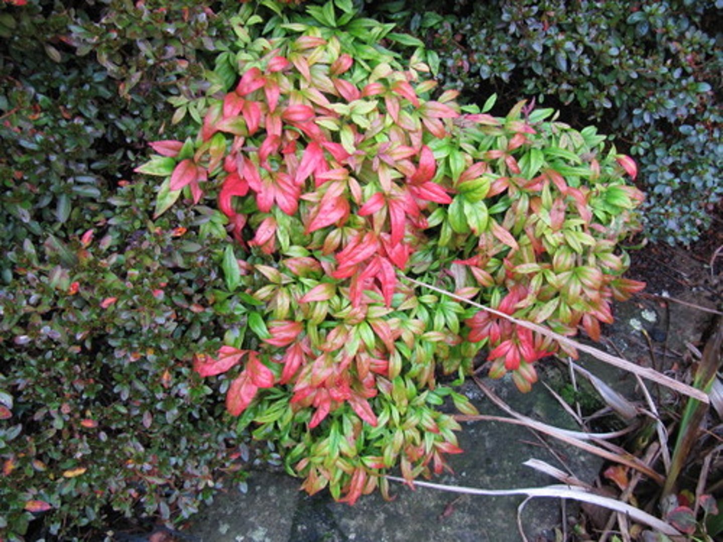 <p>Dwarf Nandina</p>