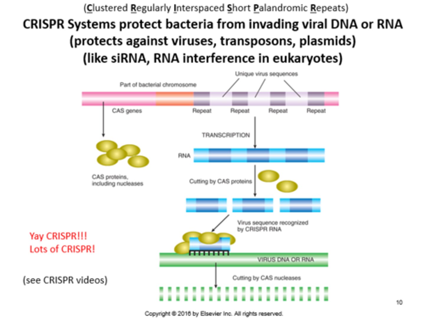 <p>Prokaryote defense vs foreign RNA/DNA. Involves Clustered Regularly Interspaced Short Palindromic Repeats and viral sequences in the genome, an RNA, and a nuclease.</p>