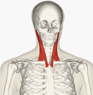 <p>ACTION of Sternocleidomastoid</p>