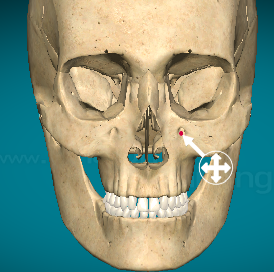 <p>Maxilla bone: Infraorbital foramen</p>