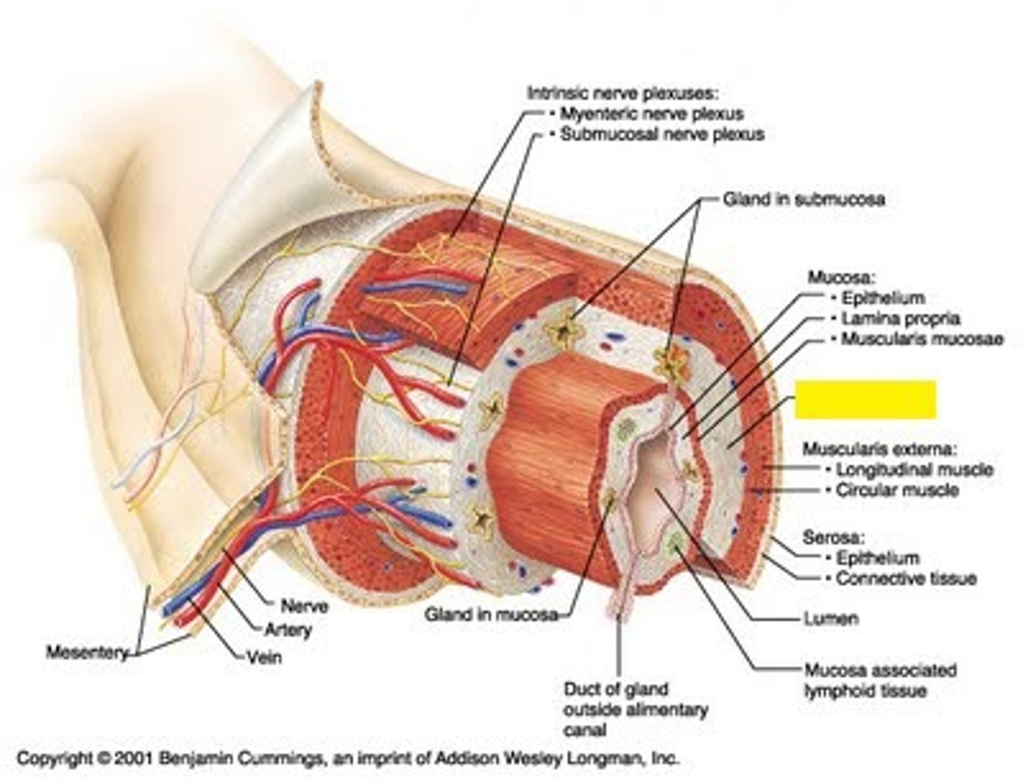 <p>support layer</p><p>- similar to loose areolar CT but higher concentration of collagen fibers provides more support</p><p>- highly vascularized</p><p>- glands connecting to lumen may project into submucosa</p><p>- submucosal nerve plexus</p><p>- areolar connective tissue</p>
