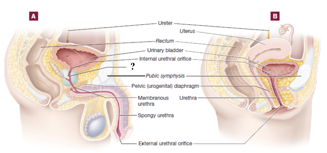 <p>part of male urethra that passes through the prostate gland </p>