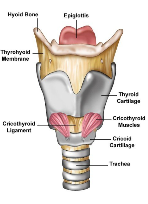 <p>epiglottis </p><p>thyroid cartilage </p><p>cricothyroid muscle </p><p>cricoid cartilage </p><p>tracheal rings </p><p>cricothyroid cartilage </p><p>thyrohyoid membrane</p>