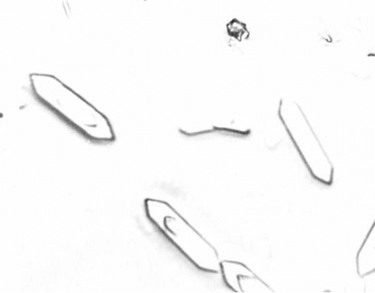 <p><span><span>You examined a urine sediment from a dog that died from acute renal failure and observed the following crystals. What type of crystals are these?</span></span></p>