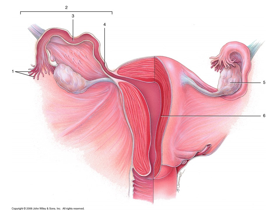 <p>Where is the female site of fertilization?</p>