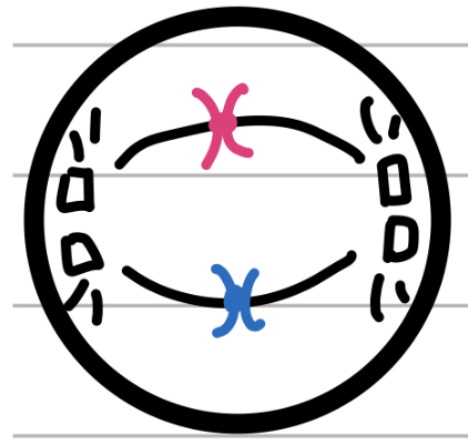 <p>Middle</p><ul><li><p>spindle fibres grab onto chromosomes</p></li><li><p>Chromosomes get lined up</p></li></ul>