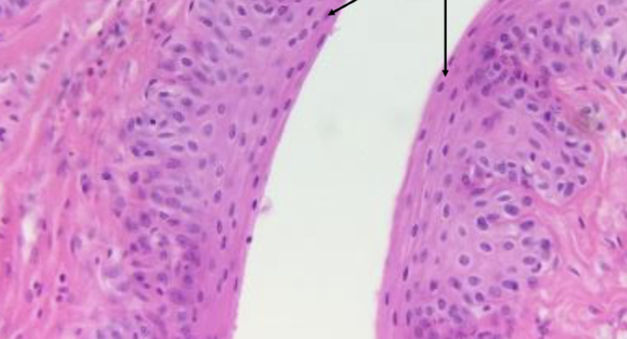 <ol><li><p><strong>Name this tissue type</strong></p></li><li><p><strong>Explain it’s function.</strong></p></li></ol><p></p>