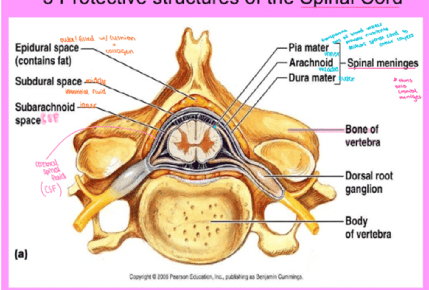 <p>1) Vertebral Column</p><p>2) Meninges</p><p>3) Cerebrospinal Fluid (CSF)</p>