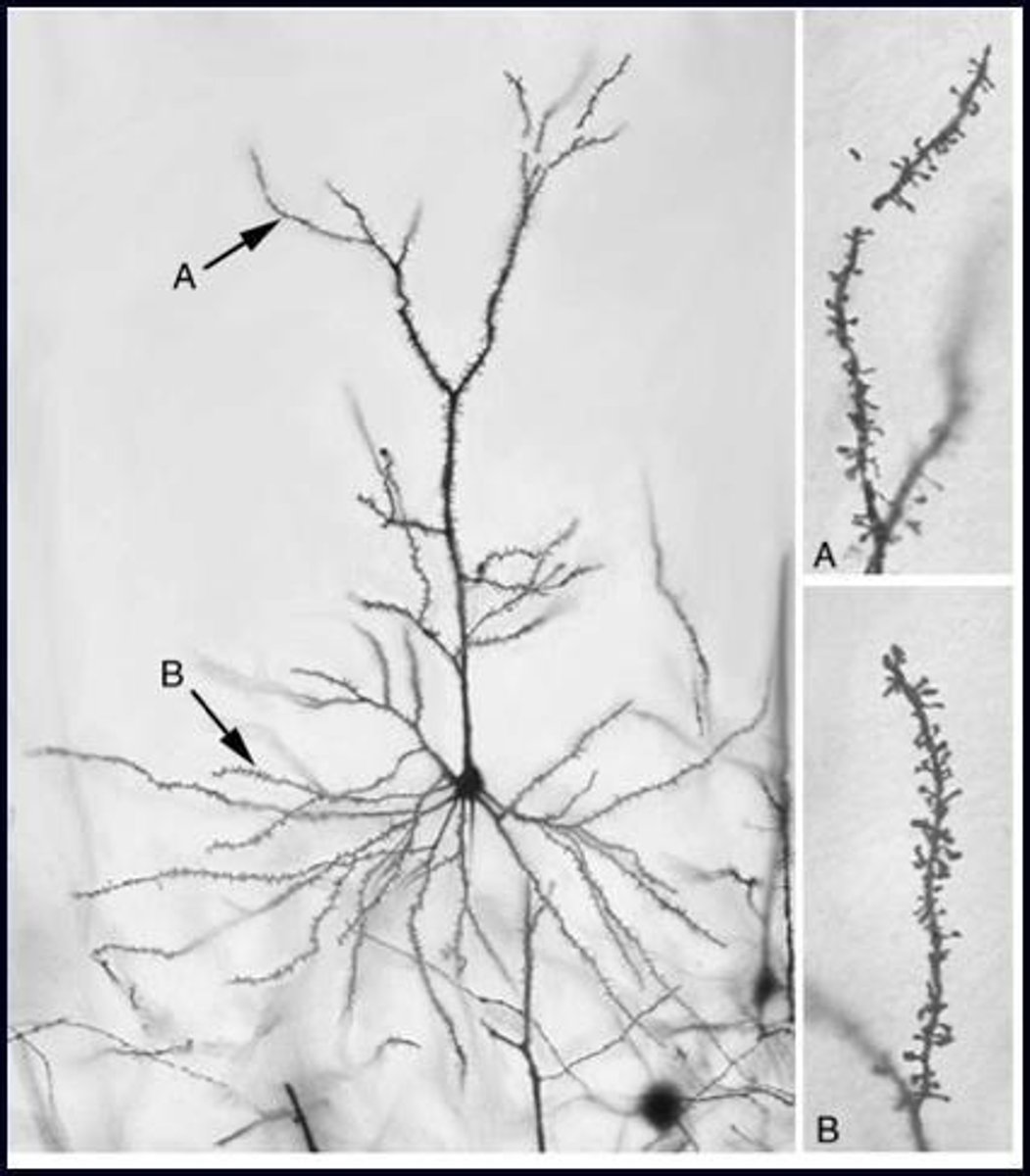 <p>Small protrusions on dendrites where synapses are located.</p>