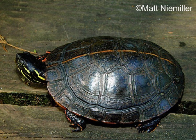 <p>A small, colorful, aquatic turtle (4.0 to 6.0 inches in length) with a smooth olive to black carapace (upper shell), which lacks a keel. Marginal scutes (plates) have prominent red coloration.   The sides of the head and chin have yellow striping and a noticeable yellow spot occurs behind each eye.   They usually have a prominent red or orangish stripe running down the center of the back and a yellow plastron.   Young are more brightly colored and have a slight keel on their back.</p>