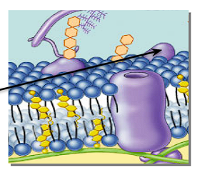 <p>What is a peripheral protein + its position on a cell membrane? </p>