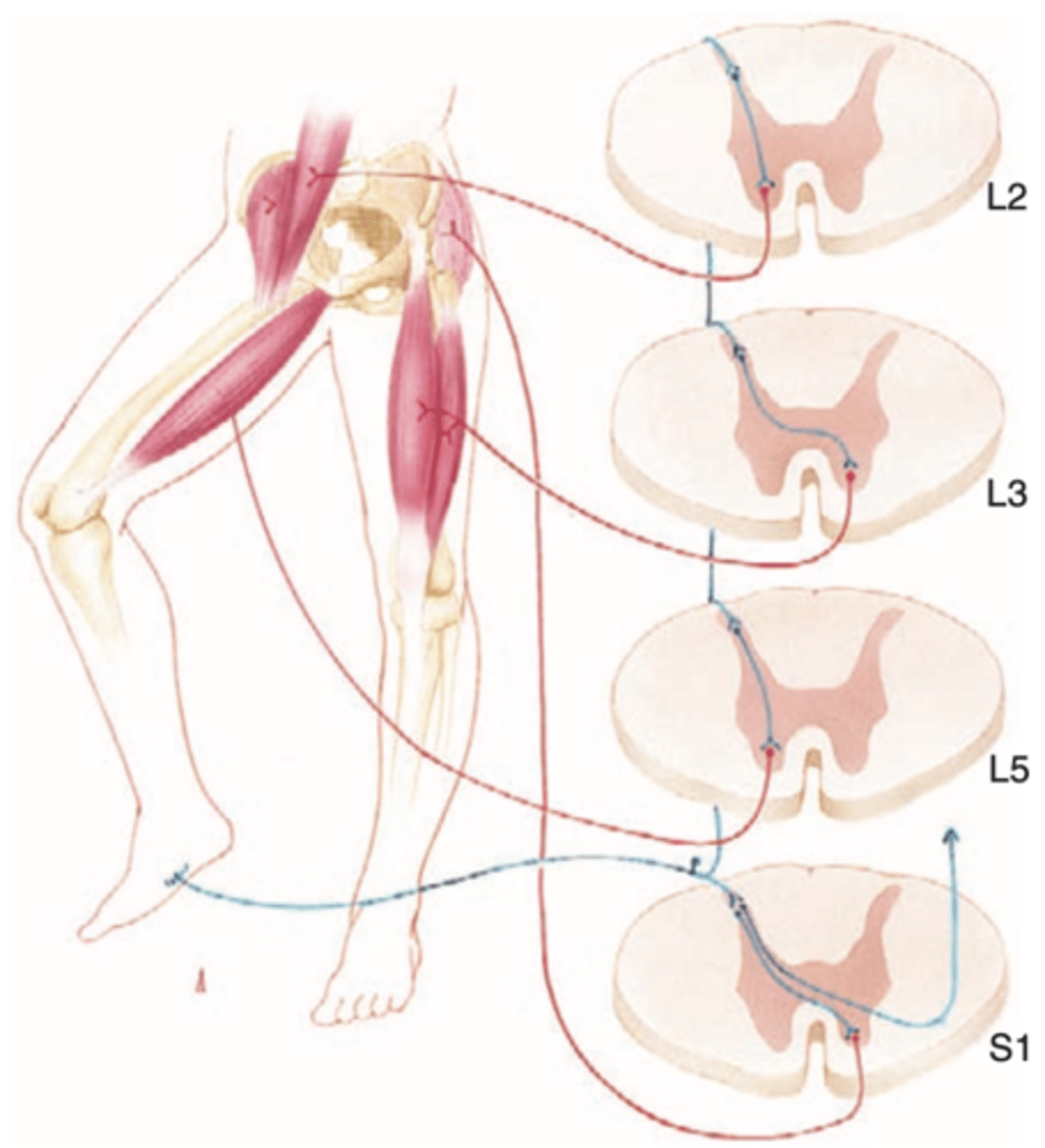 <p>1. painful stimulus</p><p>2. afferent neuron</p><p>3. brain process</p><p>4. alpha motor neuron triggers reflex</p>