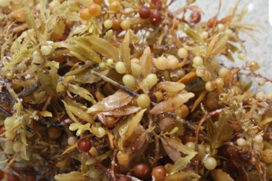 <p><span>brown algae that has many leafy blades on stem-like stipes and round, berry-like air bladders that are easy to observe</span></p>