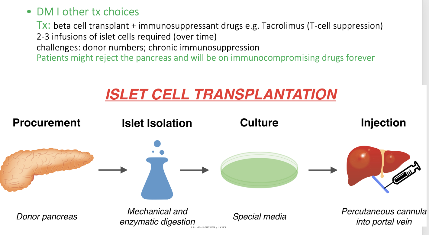 <ul><li><p>beta cell transplant + immunosuppressant drugs so that immune system doesn’t attach the islet cells</p></li></ul><p></p>